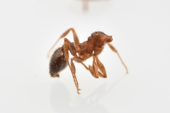 Pheidole crassicornis