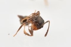 Pheidole crassicornis