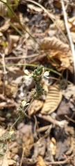 Henrya insularis