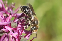 Megachilinae