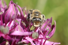 Megachilinae