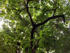 Sterculia ceramica