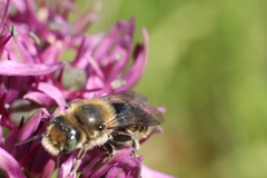 Megachilinae