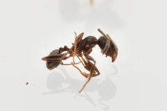 Pheidole crassicornis