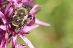 Megachilinae