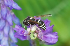 Ancistrocerus waldenii