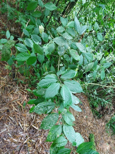 Acalypha diversifolia