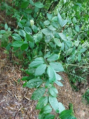 Acalypha diversifolia