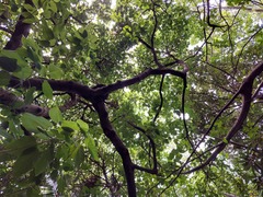 Sterculia ceramica