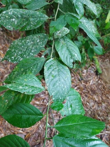 Acalypha diversifolia, photograph 2