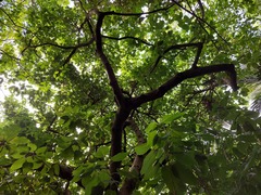 Sterculia ceramica