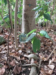 Sterculia ceramica