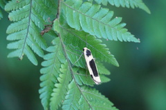 Thysanoptyx
