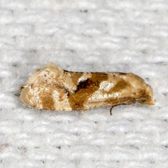 Gynnidomorpha romonana