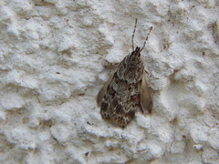 Scoparia ambigualis