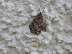 Scoparia ambigualis