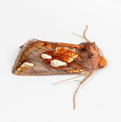 Plusia magnimacula
