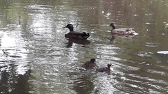 Anas platyrhynchos domesticus