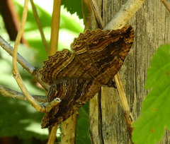 Philereme transversata