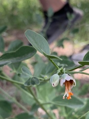 Zygophyllum fabago