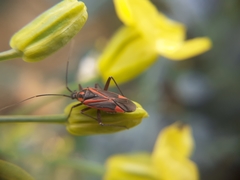 Hadrodemus