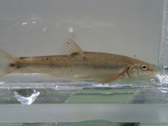 Rhinichthys cataractae