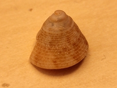 Image of Calliostoma tampaense
