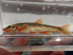 Rhinichthys cataractae