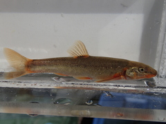 Rhinichthys cataractae