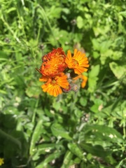 Pilosella aurantiaca