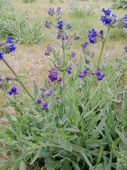 Anchusa officinalis