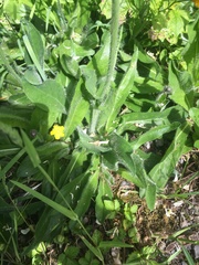Pilosella aurantiaca