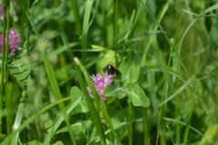 Bombus hortorum