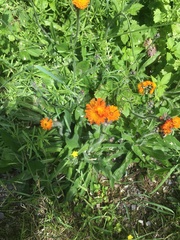 Pilosella aurantiaca