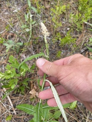 Pterocaulon pycnostachyum