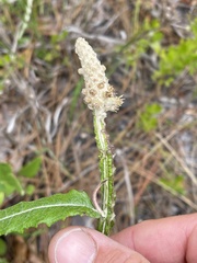 Pterocaulon pycnostachyum