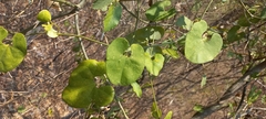 Aristolochia taliscana