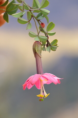 Passiflora huamachucoensis
