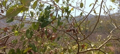 Aristolochia taliscana