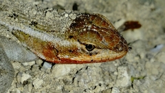 Phrynosomatidae
