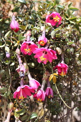 Passiflora huamachucoensis