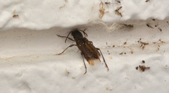 Xylotrechus mormonus