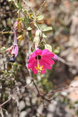 Passiflora huamachucoensis