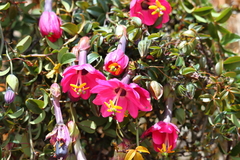 Passiflora huamachucoensis