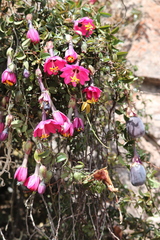 Passiflora huamachucoensis