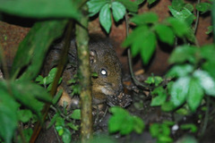 Three-Striped Ground Squirrel photo 5