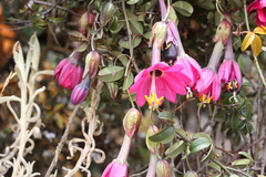 Passiflora huamachucoensis