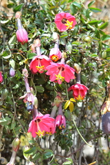 Passiflora huamachucoensis