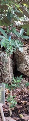 Buxus liukiuensis