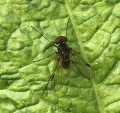 Chrysopilus cristatus